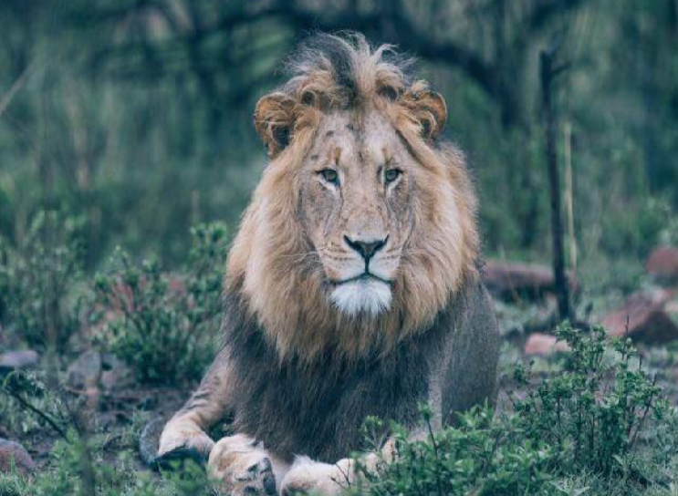 विश्व शेर दिवस: गुजरात में एशियाई शेरों की संख्या 674 पहुंची