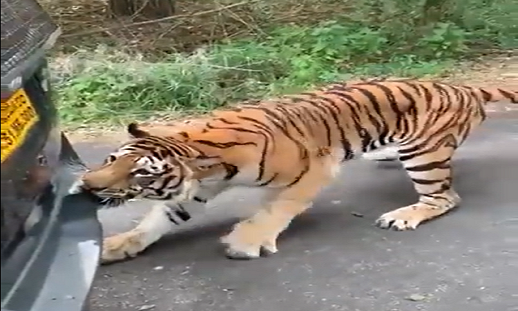 अचानक बाघ ने गाड़ी पर किया अटैक, आनंद महिंद्रा ने वीडियो शेयर करते हुए लिखी ये बातें