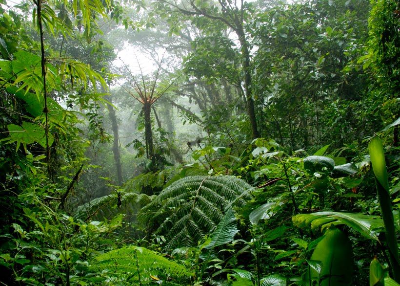 Forest Report Released : वन सर्वेक्षण रिपोर्ट 2021 जारी, पिछले 2 सालों में देश के कुल वन क्षेत्र में 2,261 वर्ग किमी की हुई वृद्धि