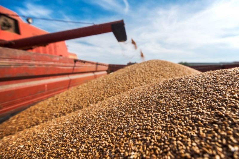 Wheat Procurement : केंद्र सरकार ने 31 मई तक बढ़ाई गेहूं खरीद की प्रक्रिया, नोटिफिकेशन जारी