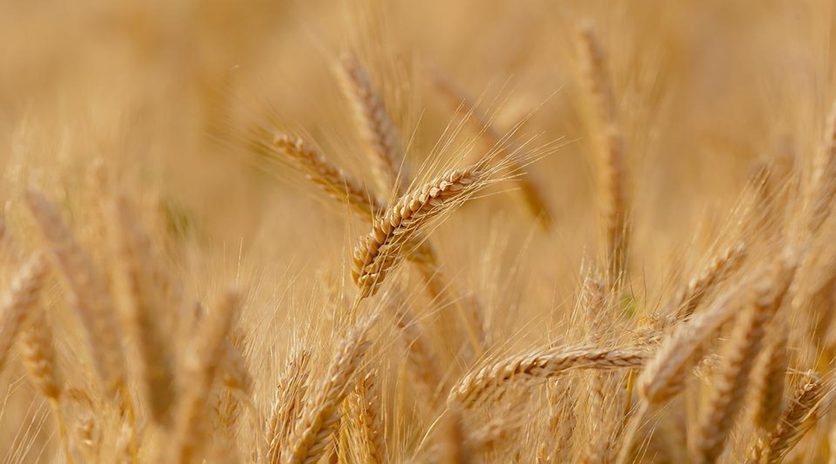 Government Bans Wheat Export : गेहूं के निर्यात पर प्रतिबंध, अधिसूचना जारी, जानें क्यों लिया गया ये फैसला ?