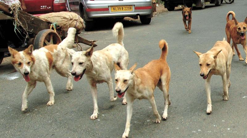 मध्य प्रदेश में आधा दर्जन से अधिक कुत्तों ने किया 5 साल की बच्ची पर हमला, इलाज के दौरान हुई मौत