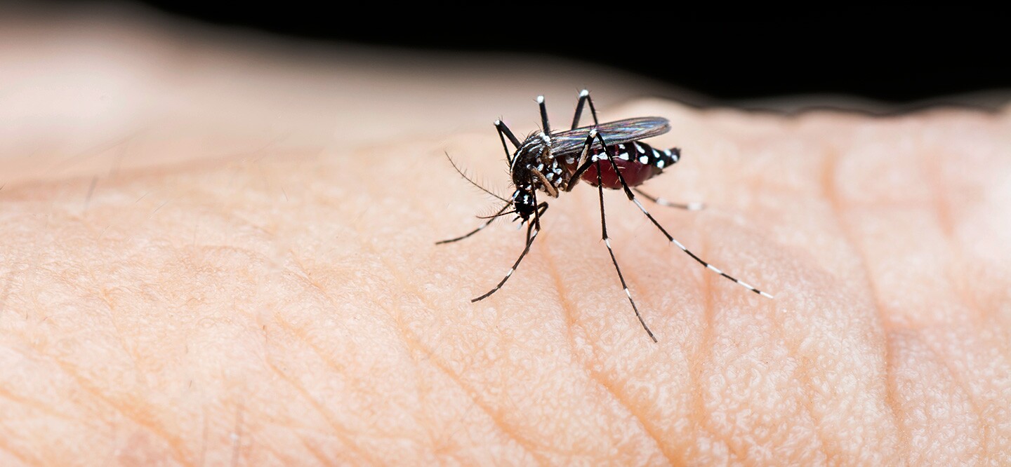 प्रयागराज में डेंगू का कहर, मरीजों की संख्या 463 तक पहुंची