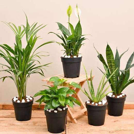 घर पर इन 5 पौधों के होने से बढ़ जाता है ऑक्‍सीजन लेवल, मिलती है शुद्ध हवा