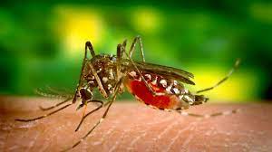 डेंगू का कहर : 17 नवंबर से हर जिले में डेडिकेटेड डेंगू अस्पताल,योगी सरकार का निर्देश