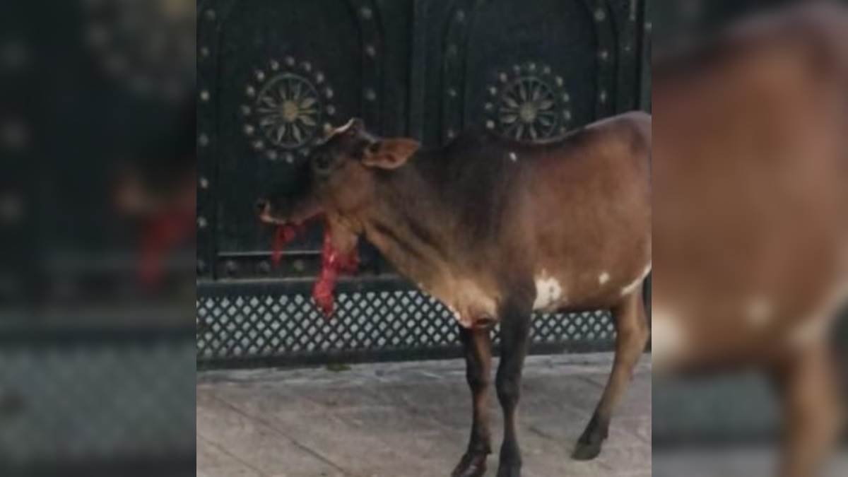 Kanpur News:चारा समझ गाय ने खाया बम,गाय के जबड़े के उड़े चीथड़े,पुलिस ने शुरू की जांच