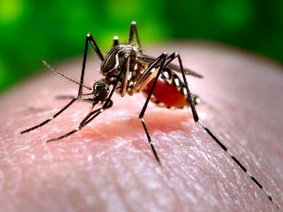 UP News:प्रयागराज में डेंगू से 24 घंटे में 3 लोगों की मौत,नहीं थम रहा डेंगू का कहर