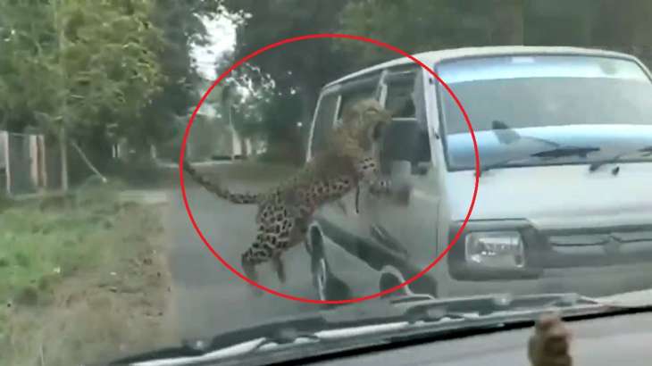 Leopard Attack: असम के जोरहाट में तेंदुए के हमले में 3 वन कर्मचारियों सहित 13 घायल – देखें वीडियो