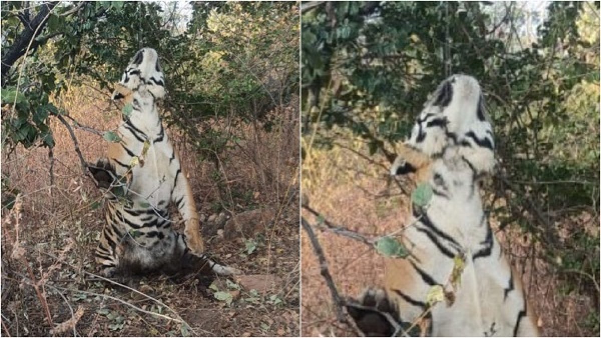 MP: पन्ना टाइगर रिजर्व जंगल में फंदे से लटका मिला बाघ का शव,लक्ष्मीपुर-विक्रमपुर के जंगल में शिकारियों ने पेड़ से लटकाया शव