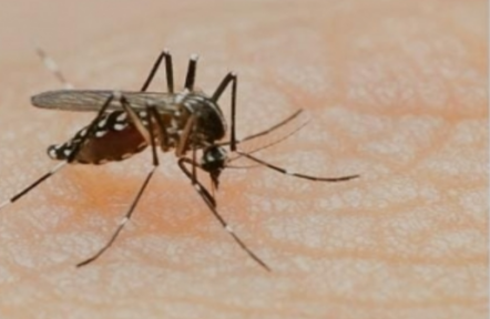 नेशनल डेंगू डे के दिन बरतें यह सावधानियां