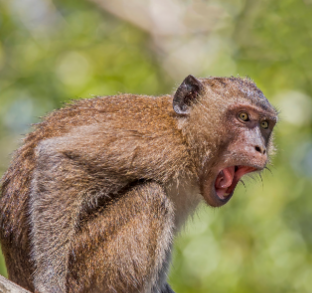 यूपी के गढ़मुक्तेश्वर में 40 बंदरों की मौत से हड़कंप