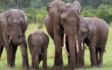 छत्तीसगढ़: हाथियों के झुंड ने ग्रामीण को पटक कर मार डाला, पत्नी जान बचाकर भागी