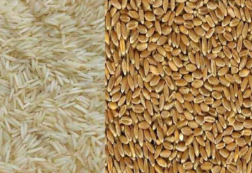 rice and grain