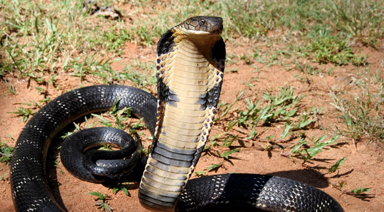 उत्तराखंडः देहरादून में घर में खेल रहे भाई-बहन को कोबरा ने डसा