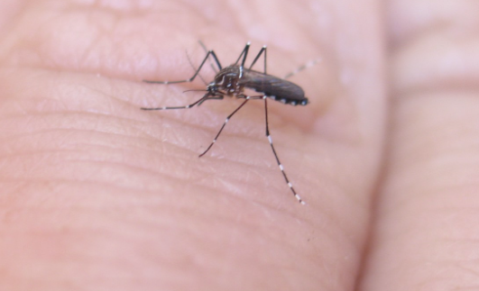 मच्छरों के काटने से बारिश के मौसम में होती हैं ये बीमारियां ?