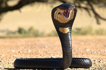 बिहारः घर में 20 कोबरा सांप मिलने से मचा हड़कंप, बच्चों ने खेलते समय देखकर मचाया शोर
