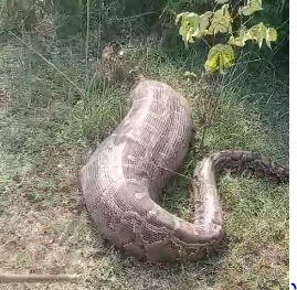 huge python