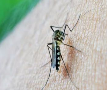 कैसे बचाव करें डेंगू से यह उपाय अपनाए