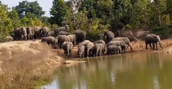 छत्तीसगढ़ः कोरबा में हाथियों की दहशत से घरों से नहीं निकल रहे लोग, थर्मल ड्रोन कैमरे से रखी जा रही नजर, विशेषज्ञों की टीम केंदई पहुंची