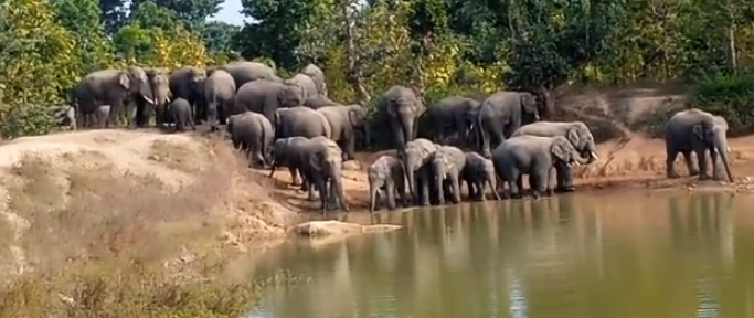छत्तीसगढ़ः कोरबा में फिर हाथी का हमला, एक की मौत, घर पर सो रही महिला को हाथियों ने कुचला