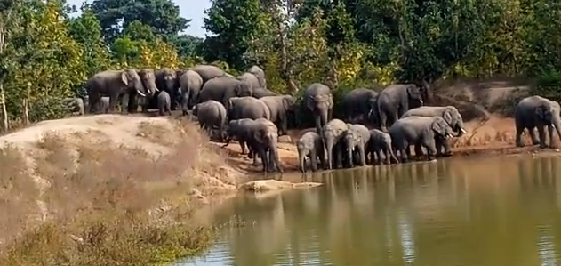 छत्तीसगढ़ः कोरबा में हाथियों ने ग्रामीण को कुचलकर मार डाला