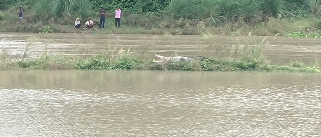 यूपीः रायबरेली में सई नदी के किनारे मगरमच्छ दिखने से हड़कंप