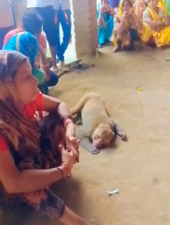 लखीमपुर खीरीः किसान की मौत पर बंदर भी लगा रोने, घंटों लेटा रहा शव के पास, वीडियो वायरल