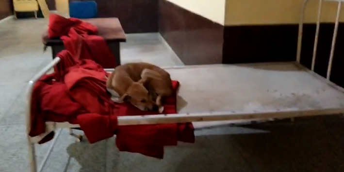यूपीः हुसैनगंज में स्वास्थ्य महकमे की खुली पोल, अस्पताल के बेड पर आराम फरमा रहा कुत्ता
