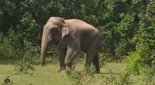 छत्तीसगढ़ः हाथी ने ग्रामीण को कुचलकर मार डाला