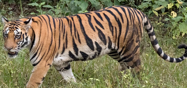 उत्तराखंडः बाघ ने महिला पर किया हमला, मौत