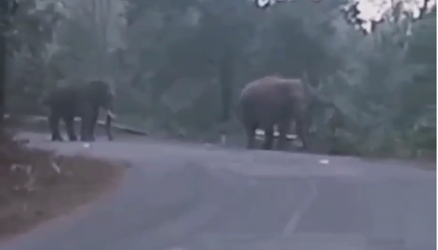 छत्तीसगढ़ः सूरजपुर में हाथियों का आतंक, ग्रामीणों में दहशत