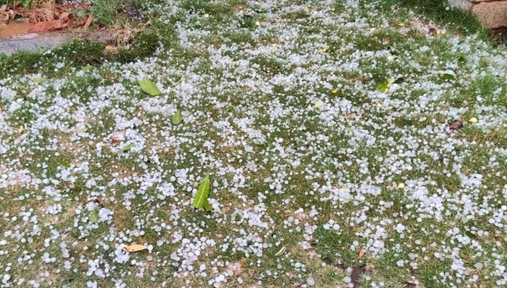 हरियाणाः बारिश संग ओलावृष्टि से सब्जी और आलू की फसलों को काफी नुकसान