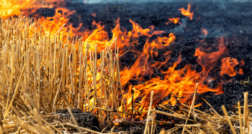 हरियाणाः करनाल में 200 एकड़ में लगी आग, लाखों की खड़ी फसल राख