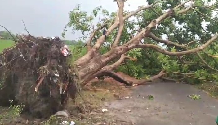 कुशीनगर में तेज आंधी से तबाही, जड़ से उखड़े पेड़, कई मकानों की छत उड़ी,  एक की मौत