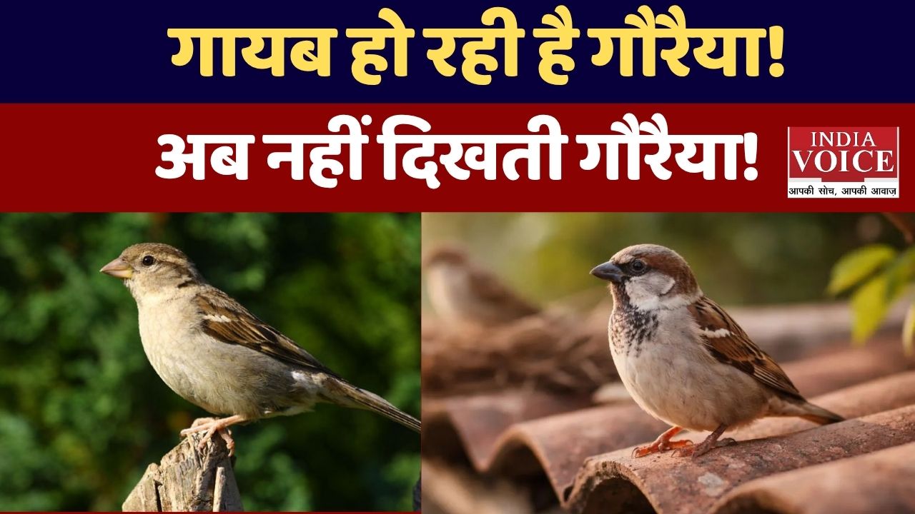 विश्व गौरैया दिवस 2026: एक नन्ही चिड़िया को बचाने की बड़ी मुहिम