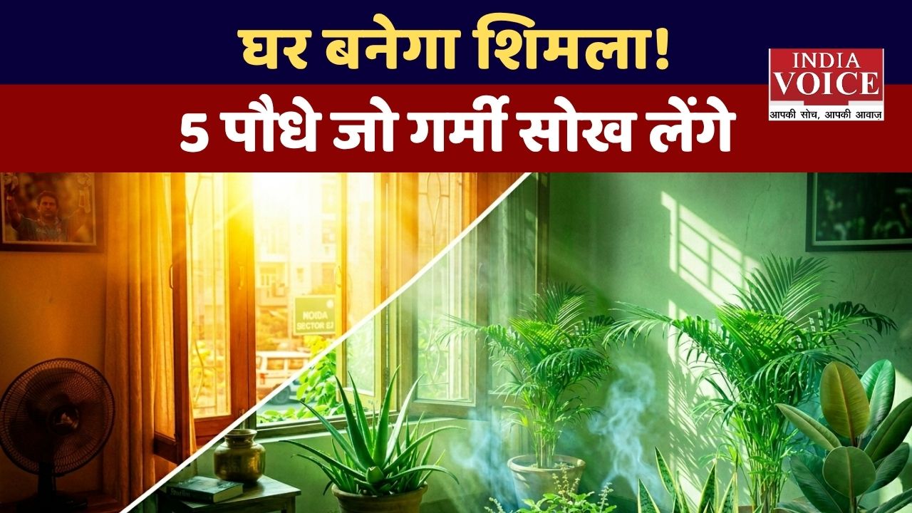 भीषण गर्मी में घर को Naturally ठंडा रखेंगे, ये 5 Indoor Plants