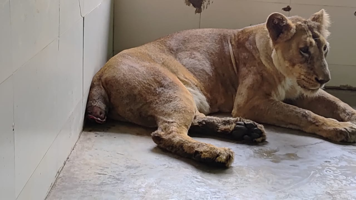 52 दिन की जंग हार गई शेरनी राधिका, इटावा सफारी पार्क में हुई मौत